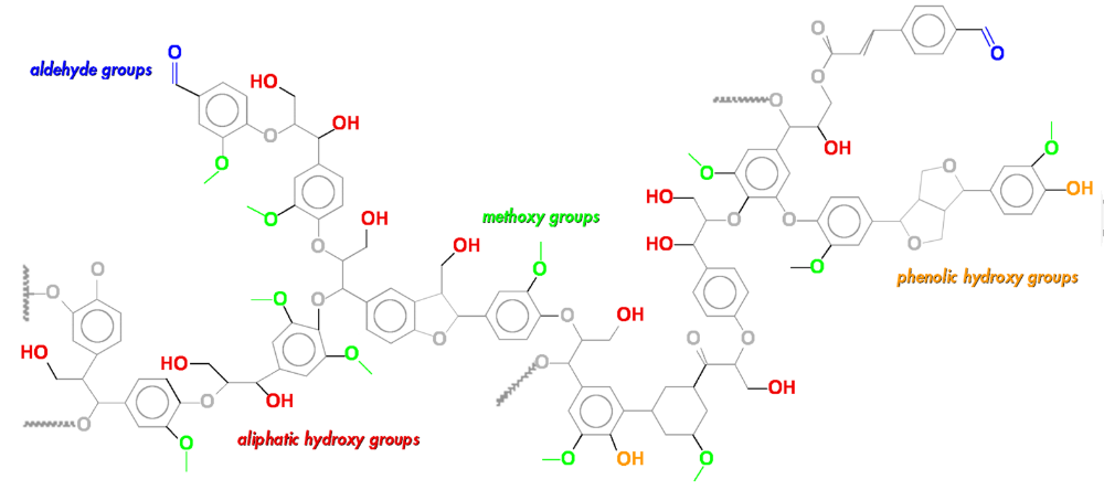 Model softwood lignin