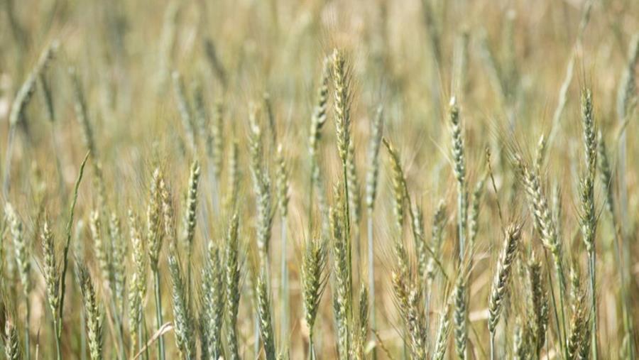 Polluants éternels : le TFA largement retrouvé dans les céréales consommées en Europe