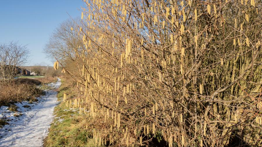 25 janvier: la saison pollinique 2026 a officiellement débuté!